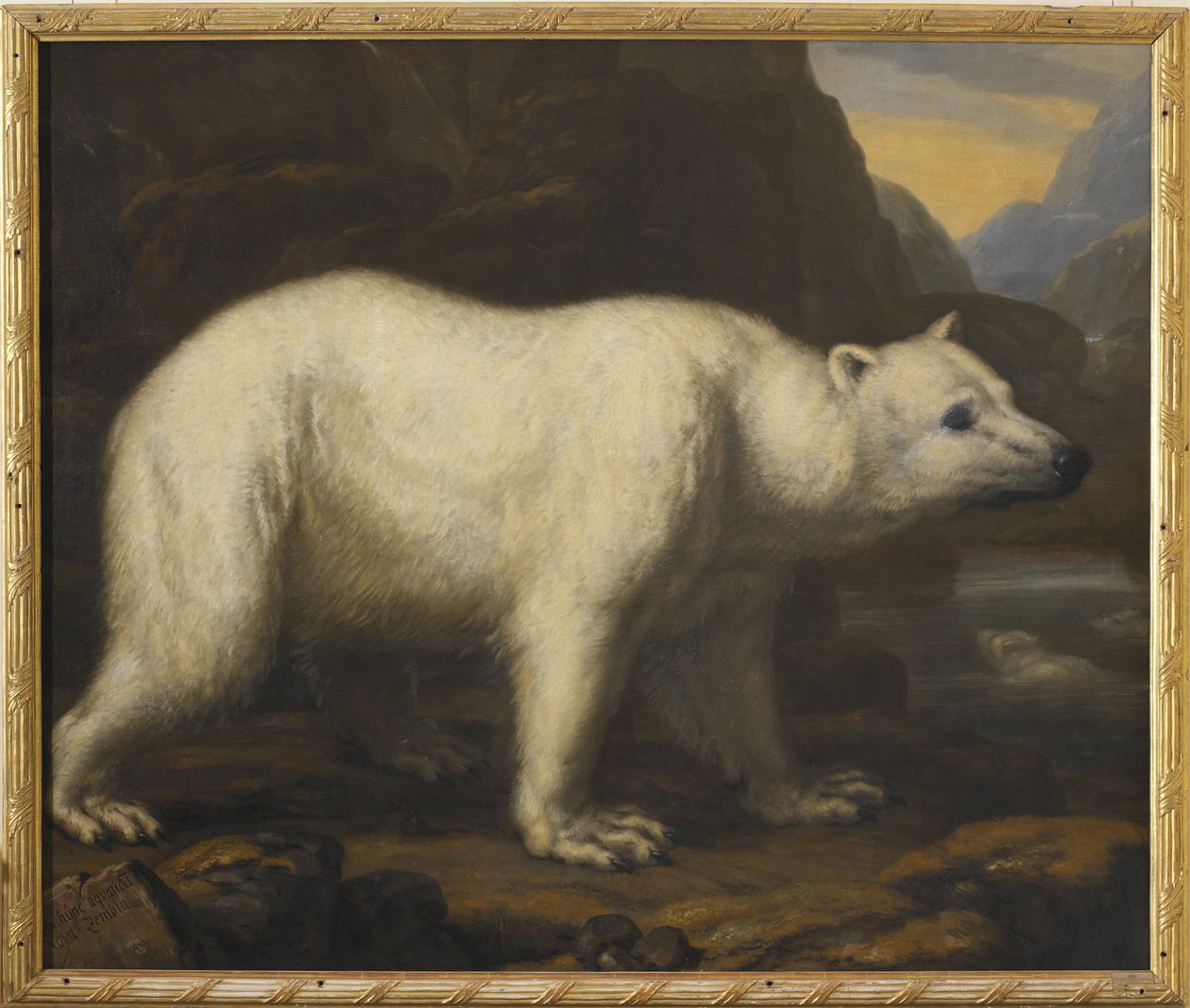Eisbären von David Klöcker Ehrenstrahl