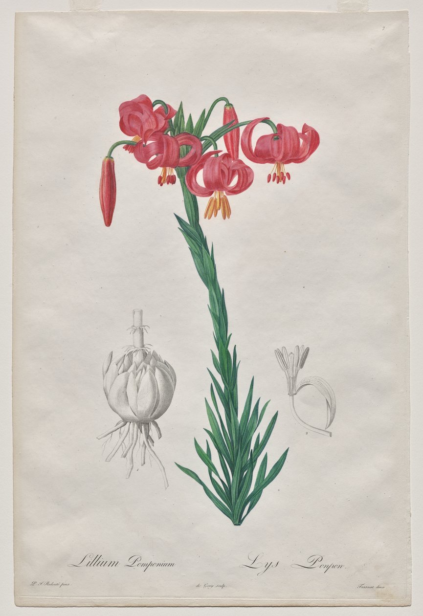 Lillium Pomponium (Turban-Lilie), Tafel 7 aus Les Liliacées von De Gouy