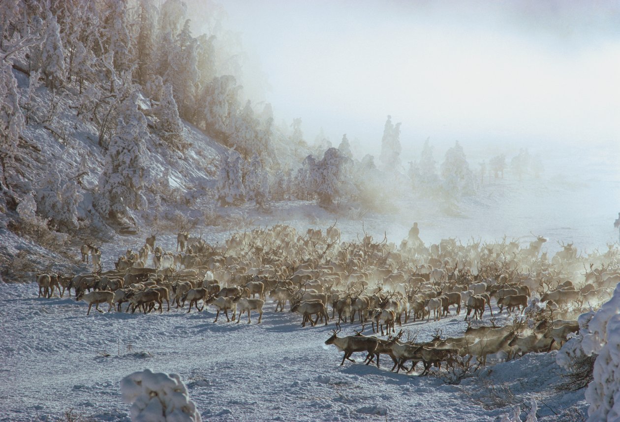 Rentiere, Elche, Karibus oder ähnliche Herde von Tieren in schneebedeckter Winterlandschaft von Dean Conger