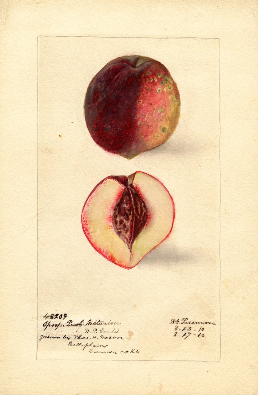 Sportpfirsich-Nektarine (Prunus persica) von Deborah Griscom Passmore