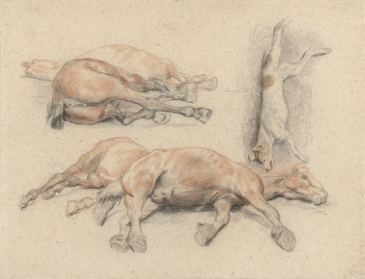 Studien eines Pferdekadavers und eines toten aufgehängten Hundes von Denis Auguste Marie Raffet