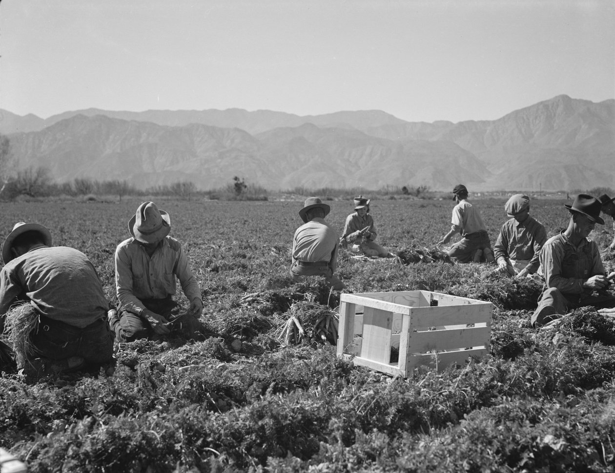Karottenzieher aus Texas, Oklahoma, Missouri, Arkansas und Mexiko, Kalifornien von Dorothea Lange