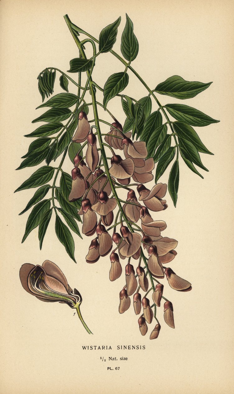 Chinesischer Blauregen, Wisteria sinensis von Désiré Georges Jean Marie Bois