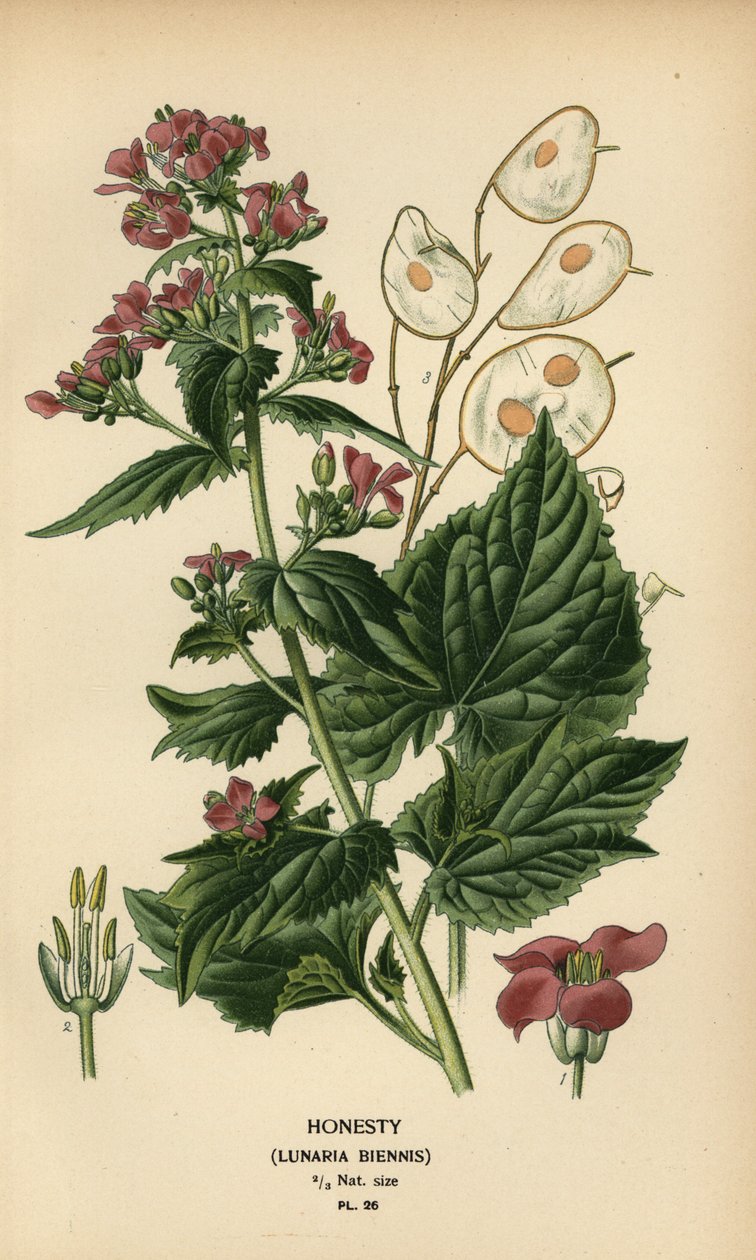 Silberblatt, Lunaria annua von Désiré Georges Jean Marie Bois
