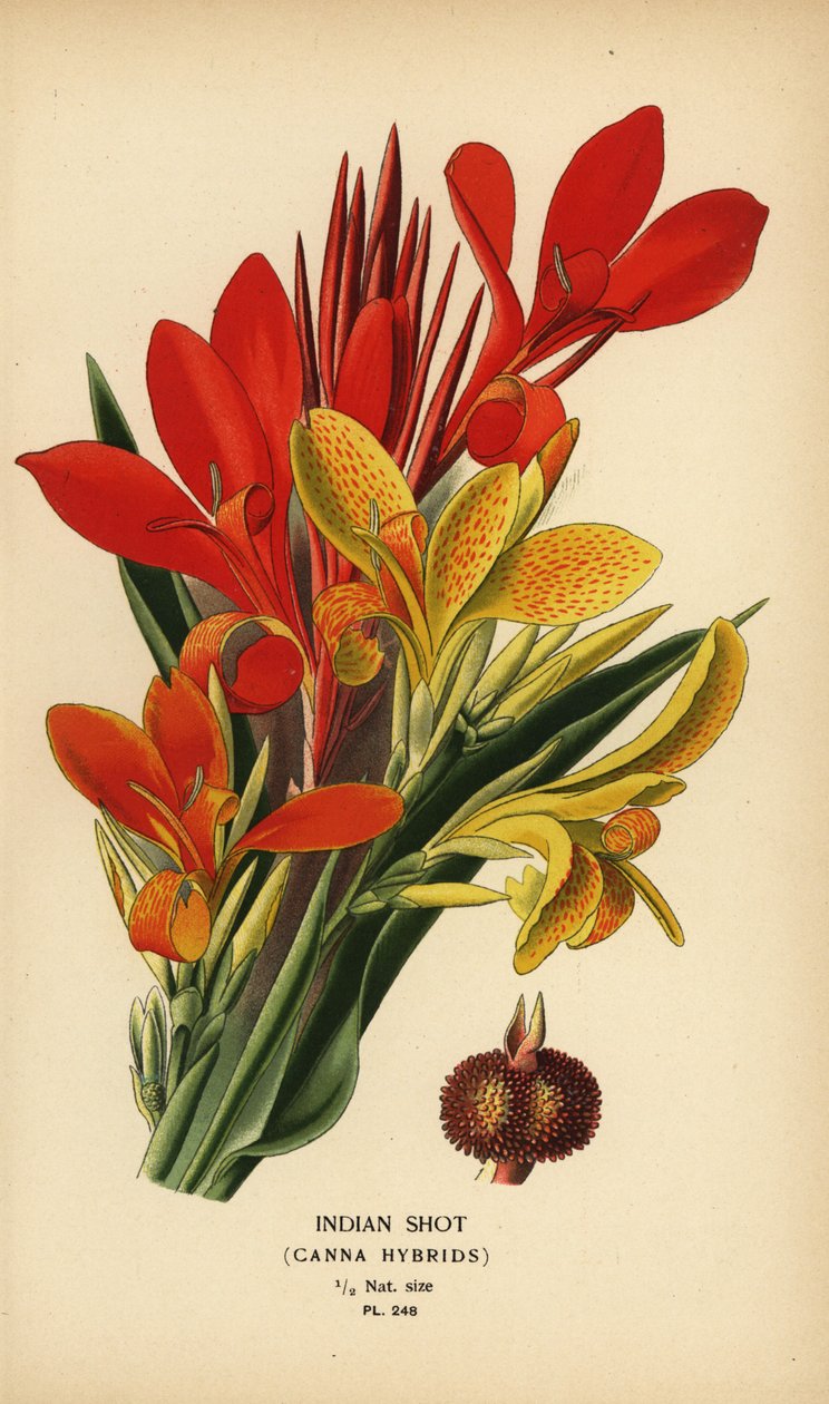 Indisches Blumenrohr, Canna indica Hybriden von Désiré Georges Jean Marie Bois
