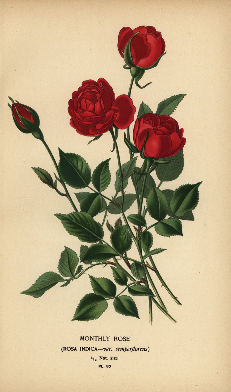Monatsrose, Rosa chinensis var. semperflorens. von Désiré Georges Jean Marie Bois