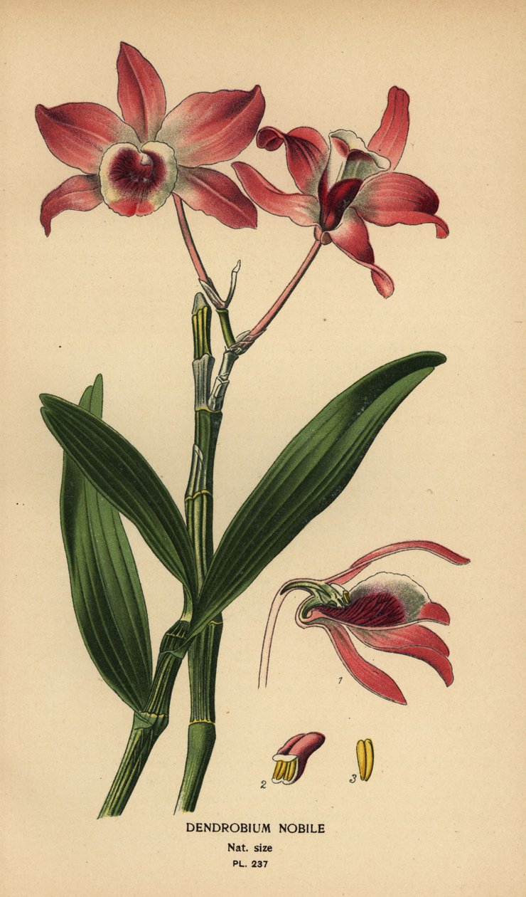 Edles Dendrobium, Dendrobium nobile. Chromolithographie nach einer Illustration von Desire Bois aus Edward Step