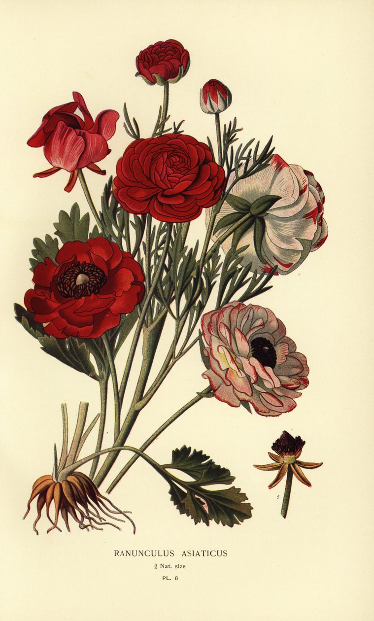 Persische Ranunkeln, Ranunculus asiaticus von Désiré Georges Jean Marie Bois