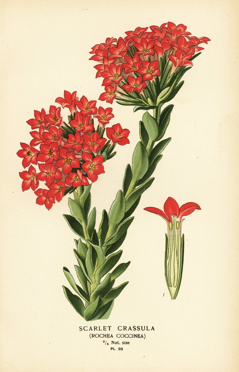 Scharlachrote Carrula, Crassula coccinea von Désiré Georges Jean Marie Bois