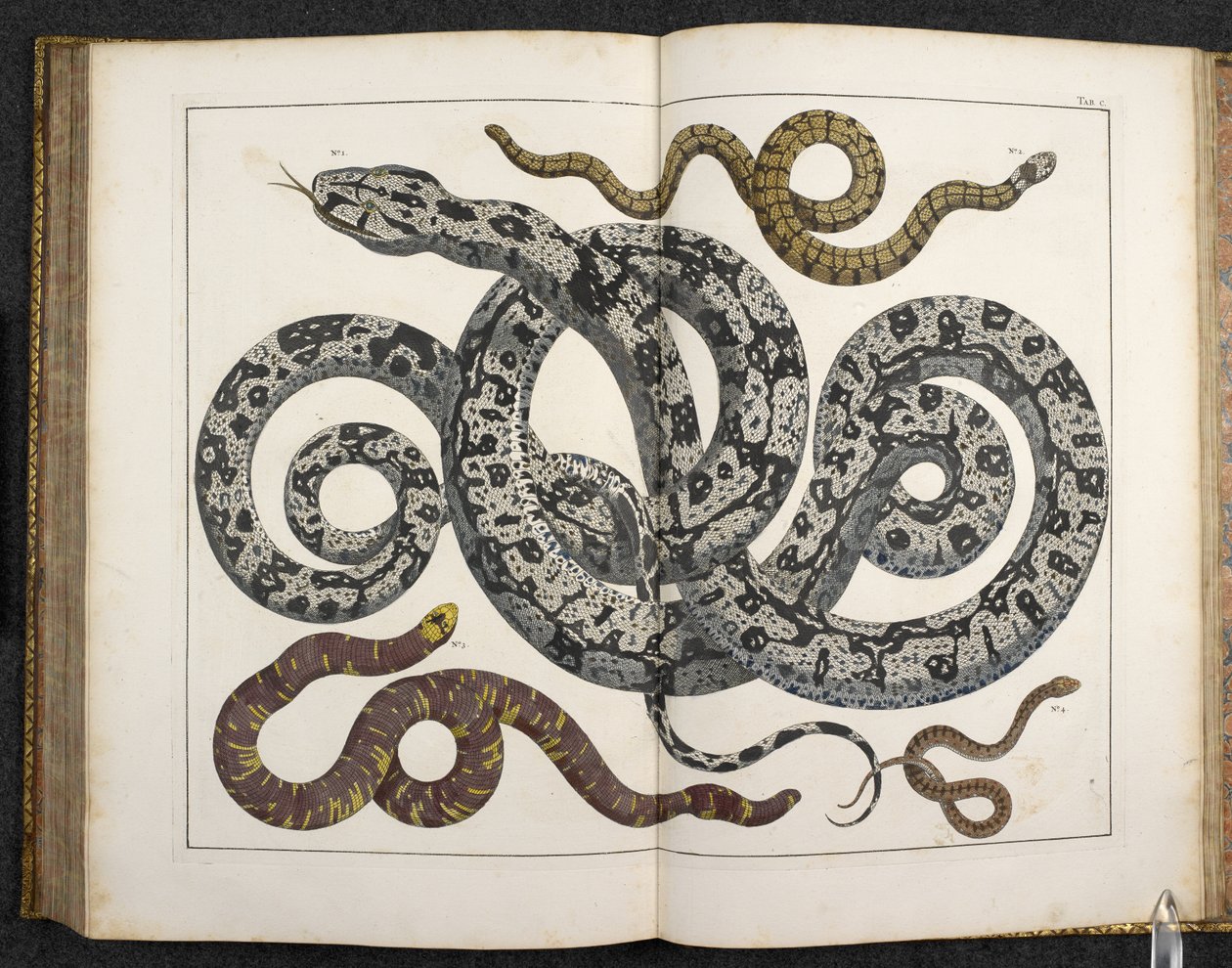Ein Python, aus 