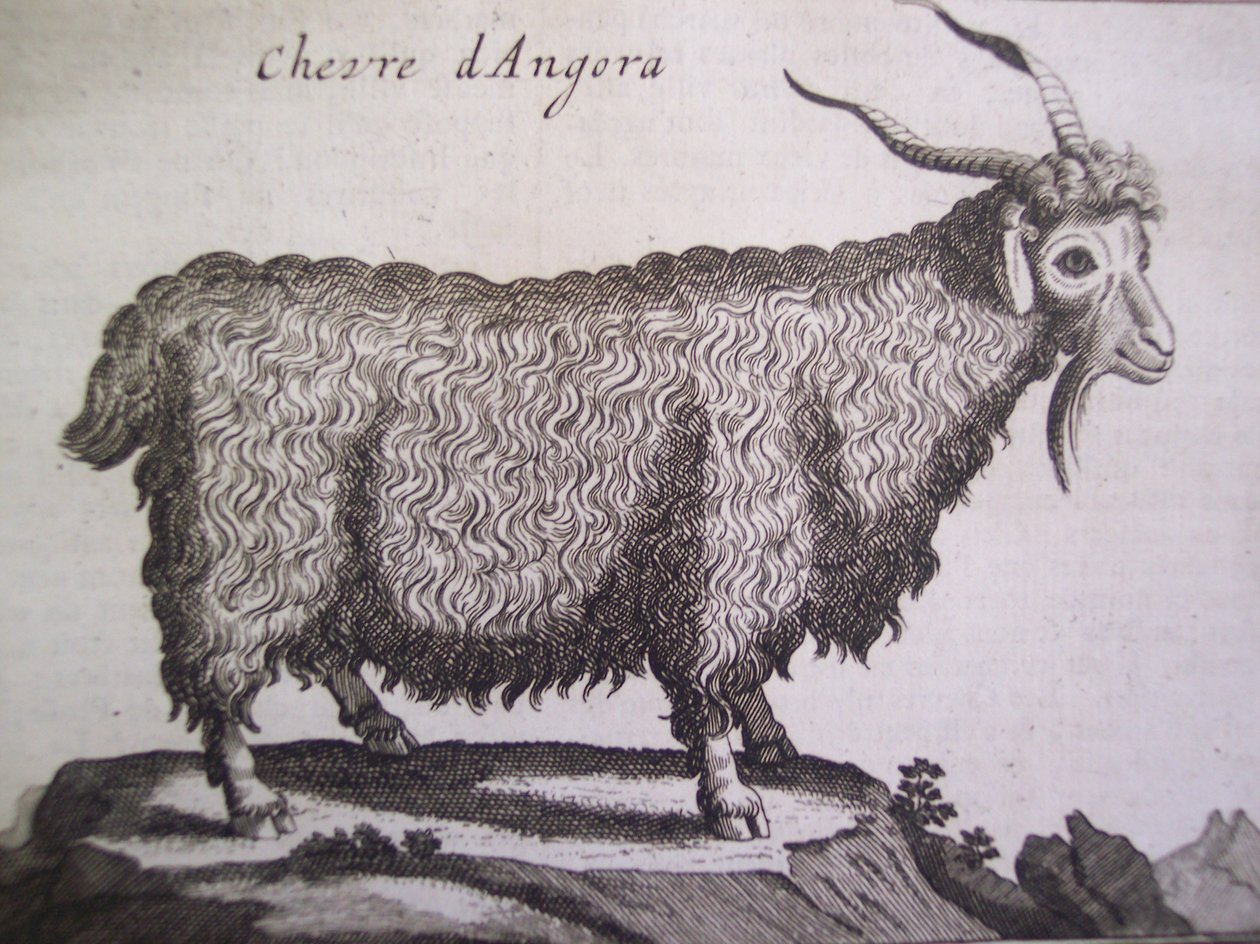 Angoraziege, aus Relation dun Voyage du Levant von Joseph Pitton de ...