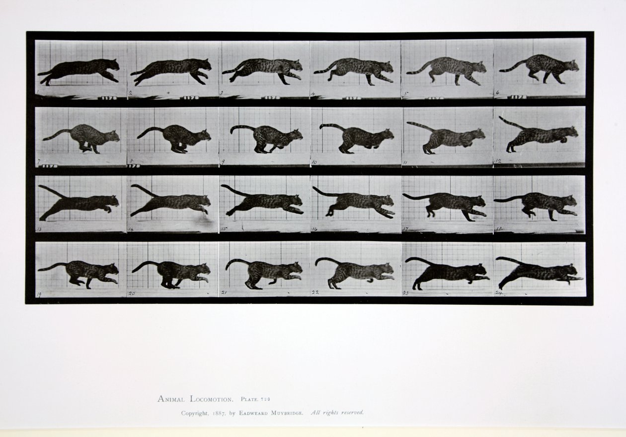 Katze im Lauf, Tafel 720 aus 