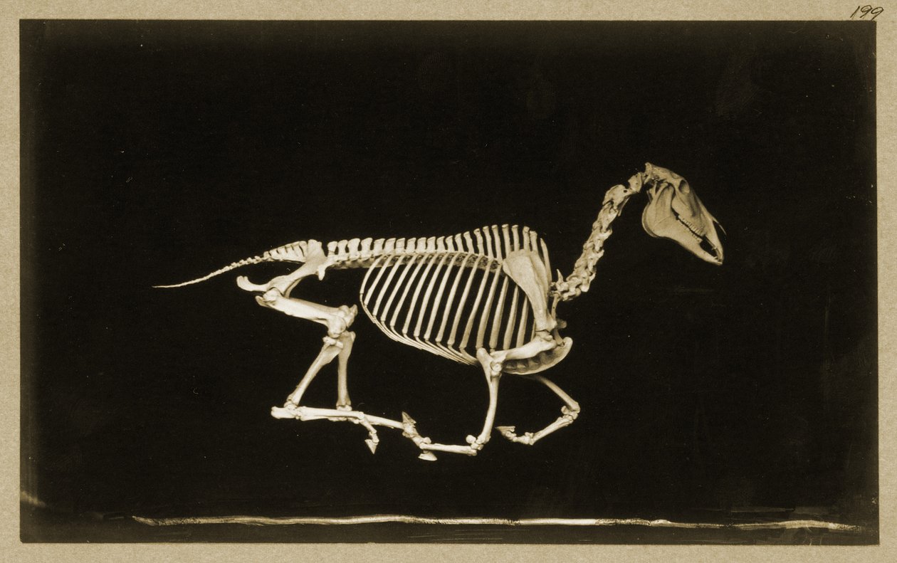 Skelett eines laufenden Pferdes von Eadweard Muybridge