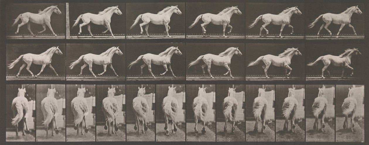 Tierlokomotion. Eine elektro-fotografische Untersuchung der aufeinanderfolgenden Phasen von Tieren, 1880er Jahre von Eadweard Muybridge