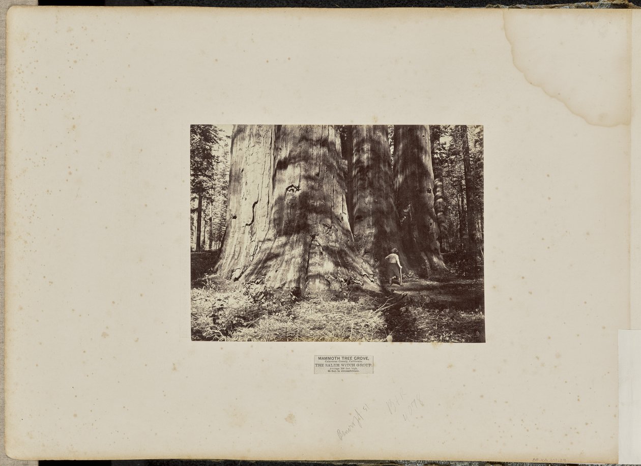 Mammutbaumhain, Calaveras County, Kalifornien. Die Salem Hexengruppe. Durchschnittlich 300 Fuß hoch, 65 Fuß im Umfang von Eadweard J. Muybridge
