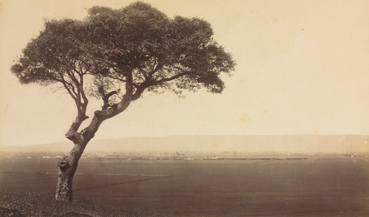 Ohne Titel (Landschaft in der Nähe von Watsonville, Kalifornien) von Eadweard J. Muybridge
