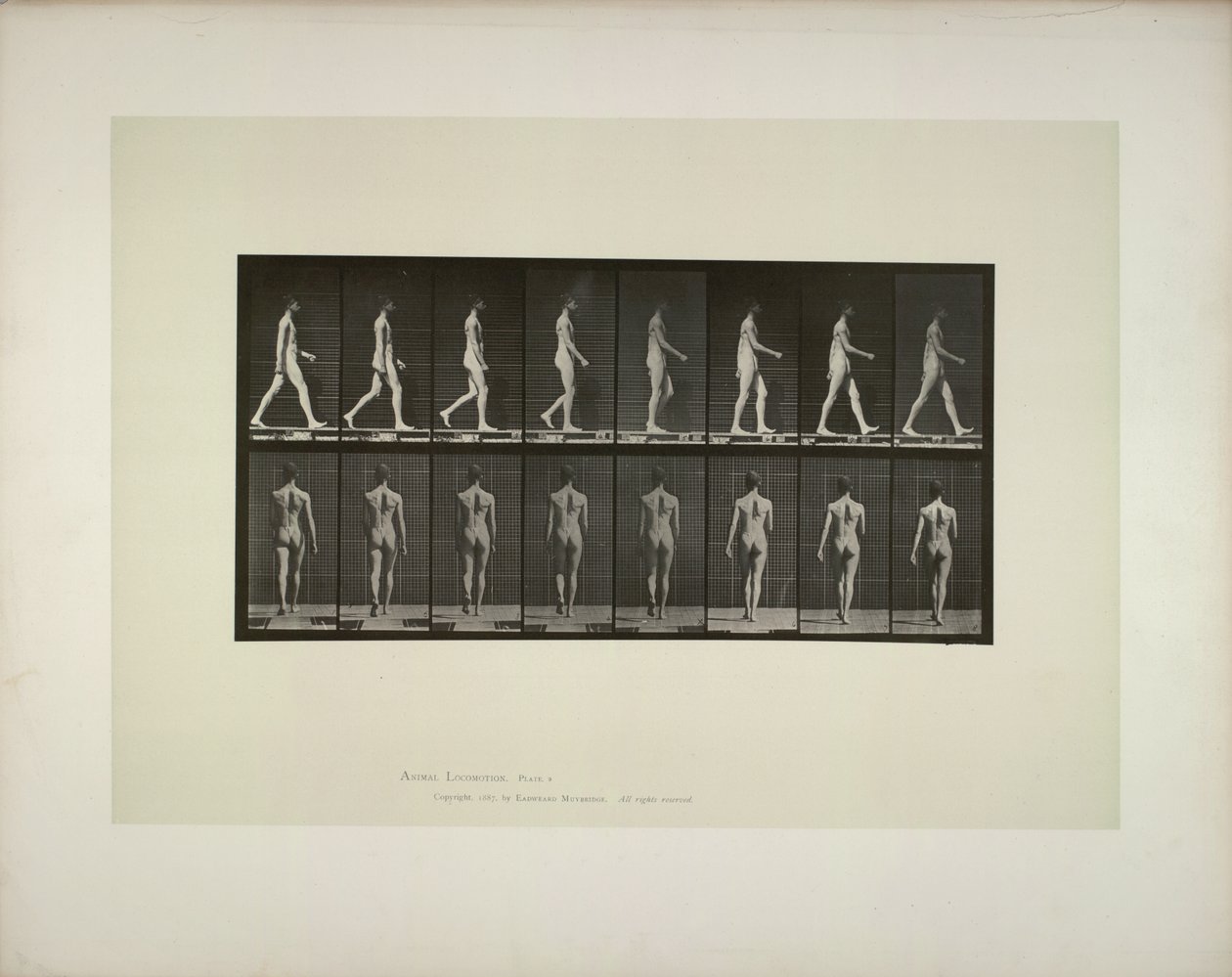 Tierbewegung: männliches Becken Tuch, 1887 von Eadweard Muybridge