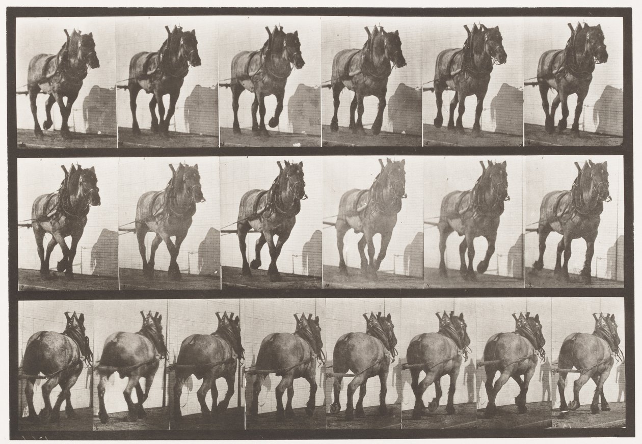 Tafel 566. Ziehen; Dunkelgraues belgisches Pferd Dusel, 1885 von Eadweard Muybridge
