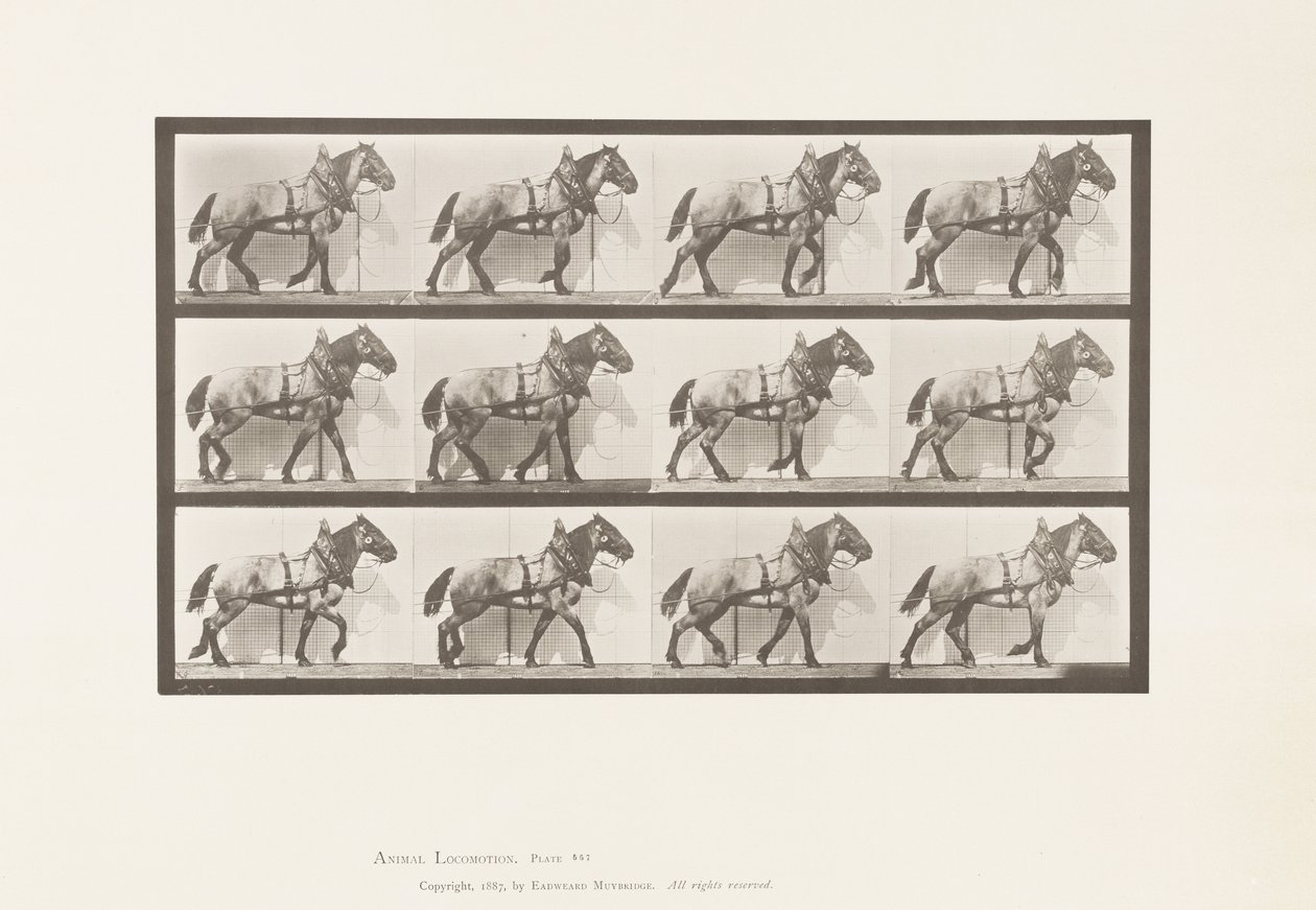Tafel 567. Ziehen; Dunkelgraues belgisches Pferd Billy, 1885 von Eadweard Muybridge