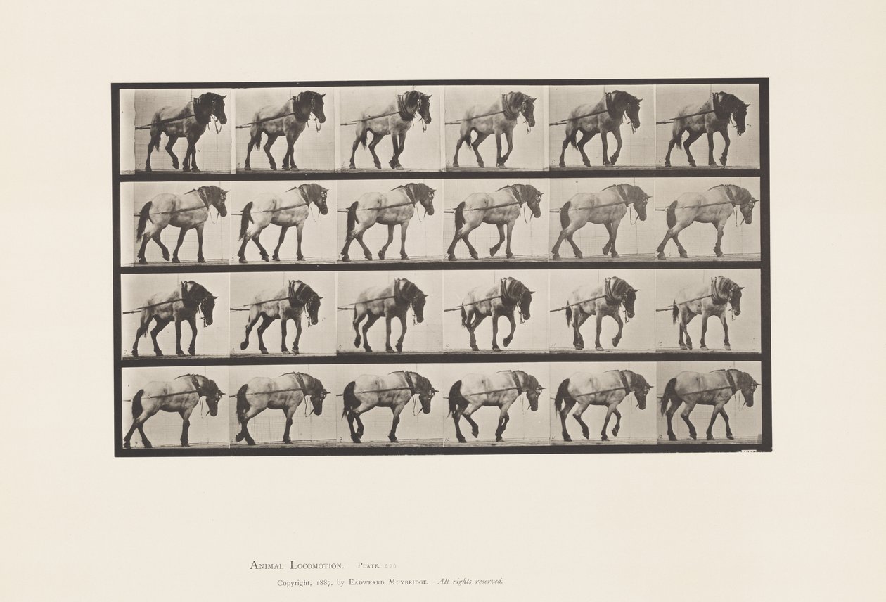 Tafel 570. Ziehen; Dunkelgraues belgisches Pferd Hansel von Eadweard Muybridge