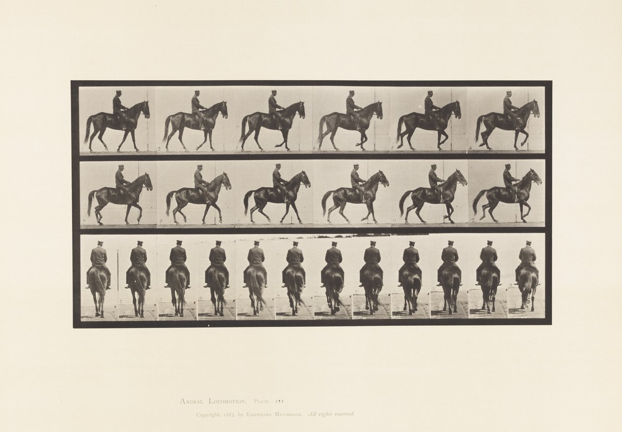 Tafel 584. Gehen; Sattel; Unregelmäßig; Braune Stute Beauty, 1885 von Eadweard Muybridge