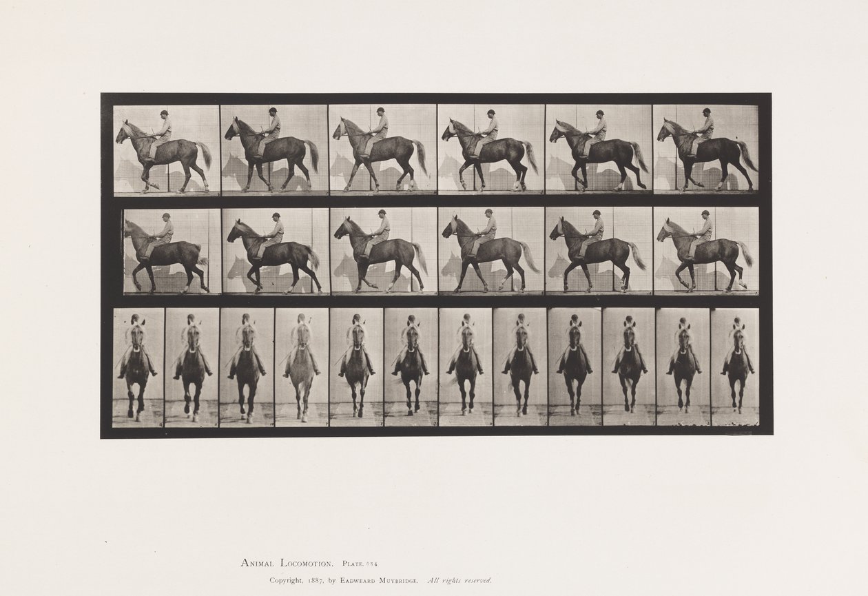 Tafel 654. Gehend; Sattel; Lahm, rechter Vorderfuß; Pferd-Buckskin von Eadweard Muybridge