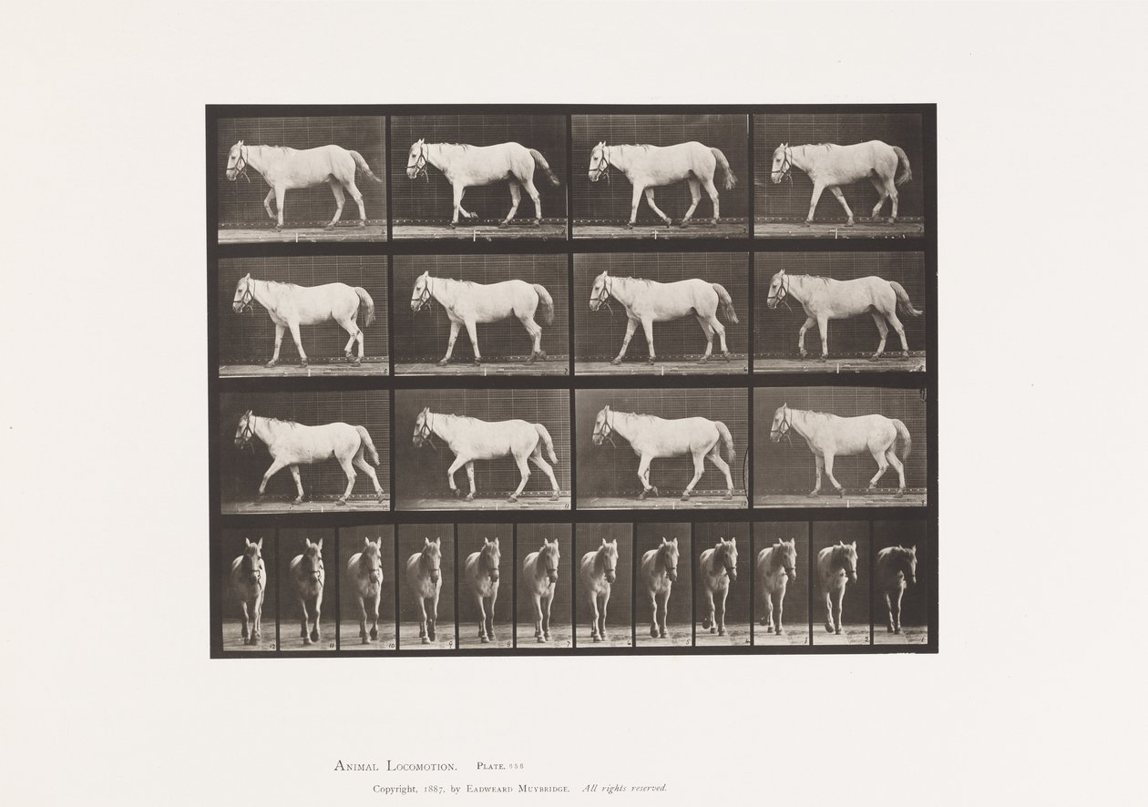 Tafel 656. Gehend; Frei; Verknöcherung des Knorpels von Eadweard Muybridge