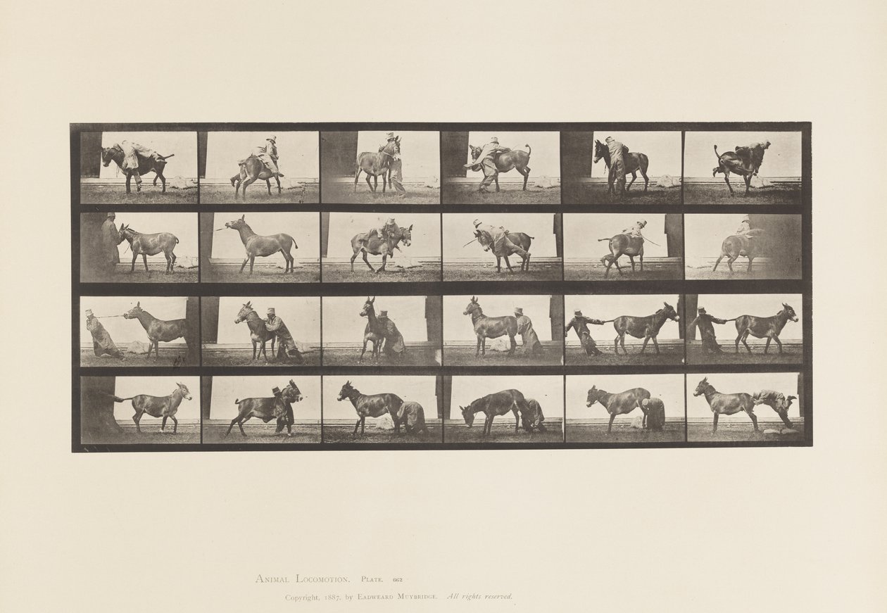 Tafel 662. Maultier; A, B, Ein widerspenstiges Tier Denver von Eadweard Muybridge
