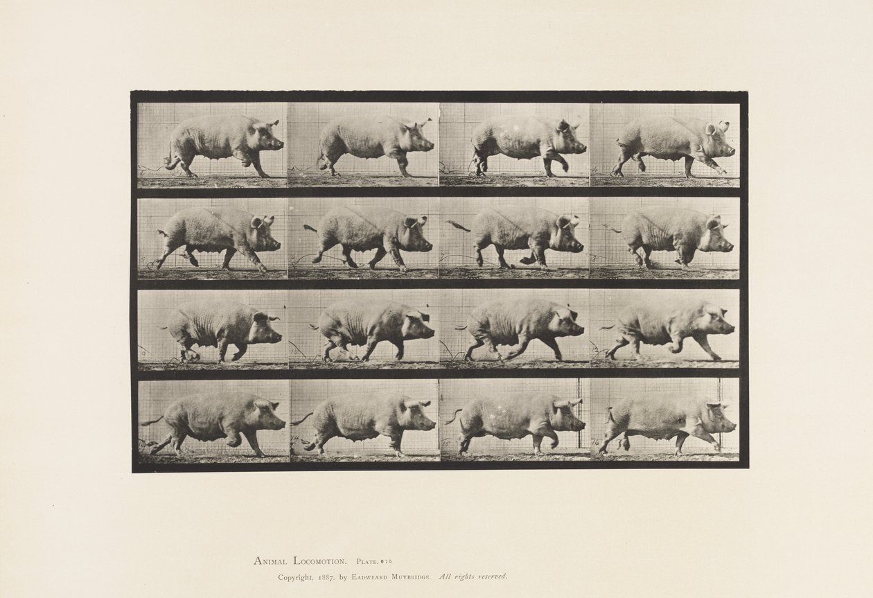 Tafel 675. Sau; Trabend von Eadweard Muybridge