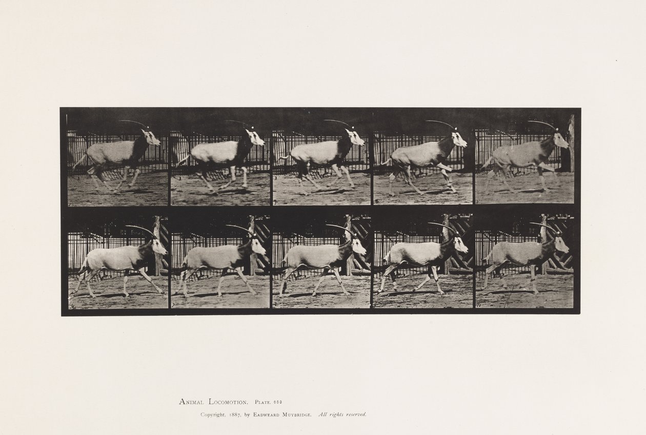 Tafel 680. Oryx; Galoppierend von Eadweard Muybridge