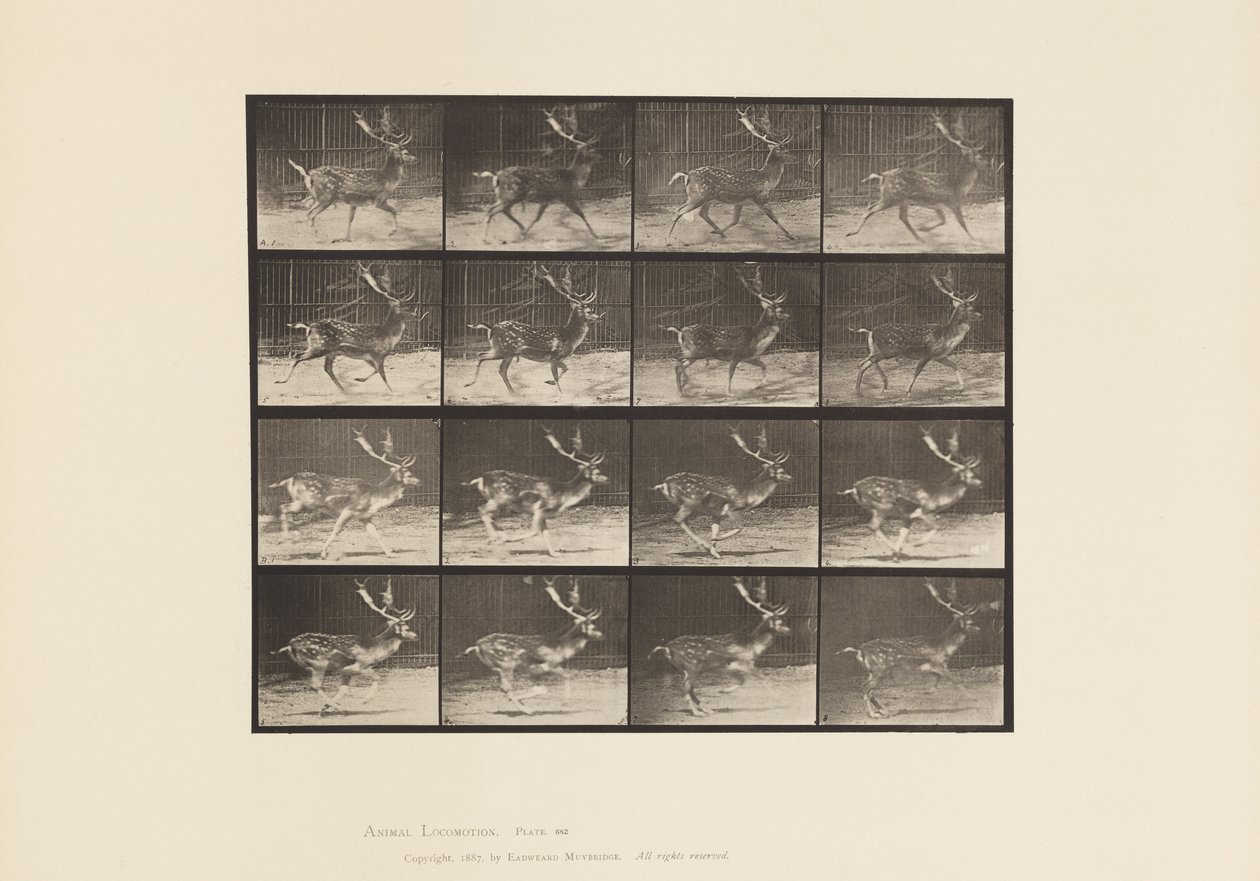 Platte 682. Damhirsch; Bock; A, Traben; B, Galoppieren von Eadweard Muybridge