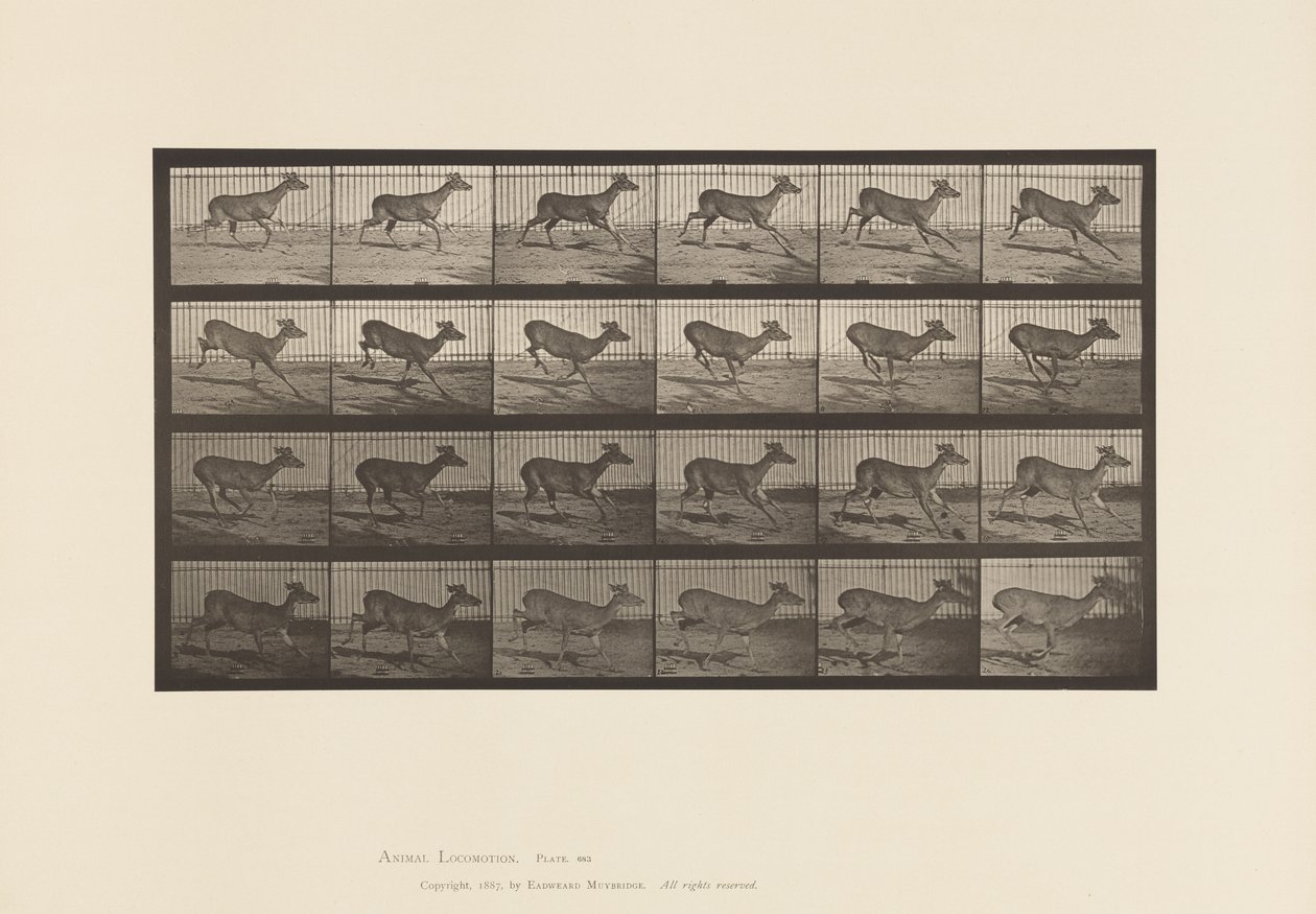 Platte 683. Virginia-Hirsch; (Ohne Geweih); Bock; Galoppieren von Eadweard Muybridge