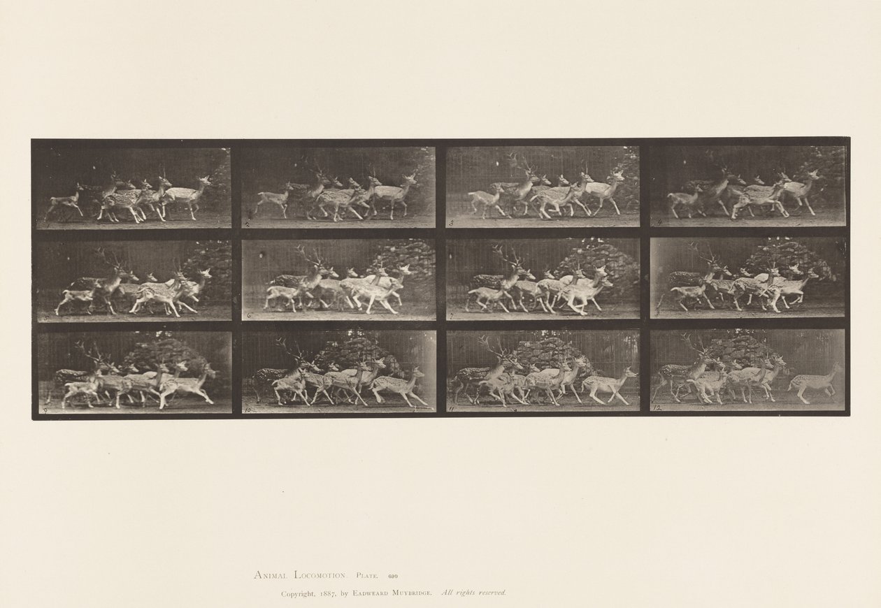 Tafel 690. Damhirsch; Bock und Gruppe von Hirschkühen; Verschiedene Bewegungen von Eadweard Muybridge