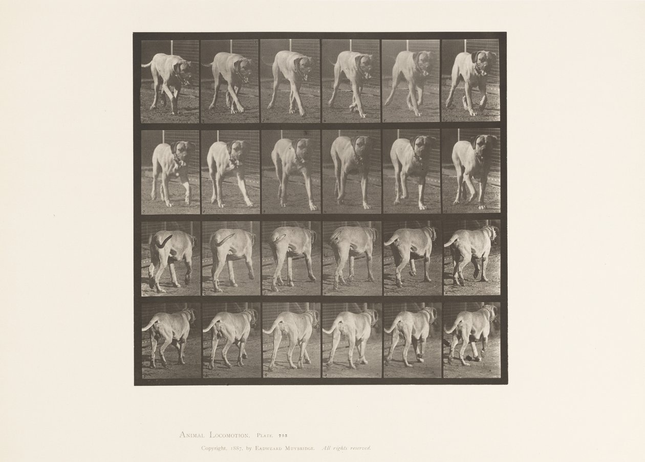 Tafel 705. Hund; Trabend; Mastiff von Eadweard Muybridge