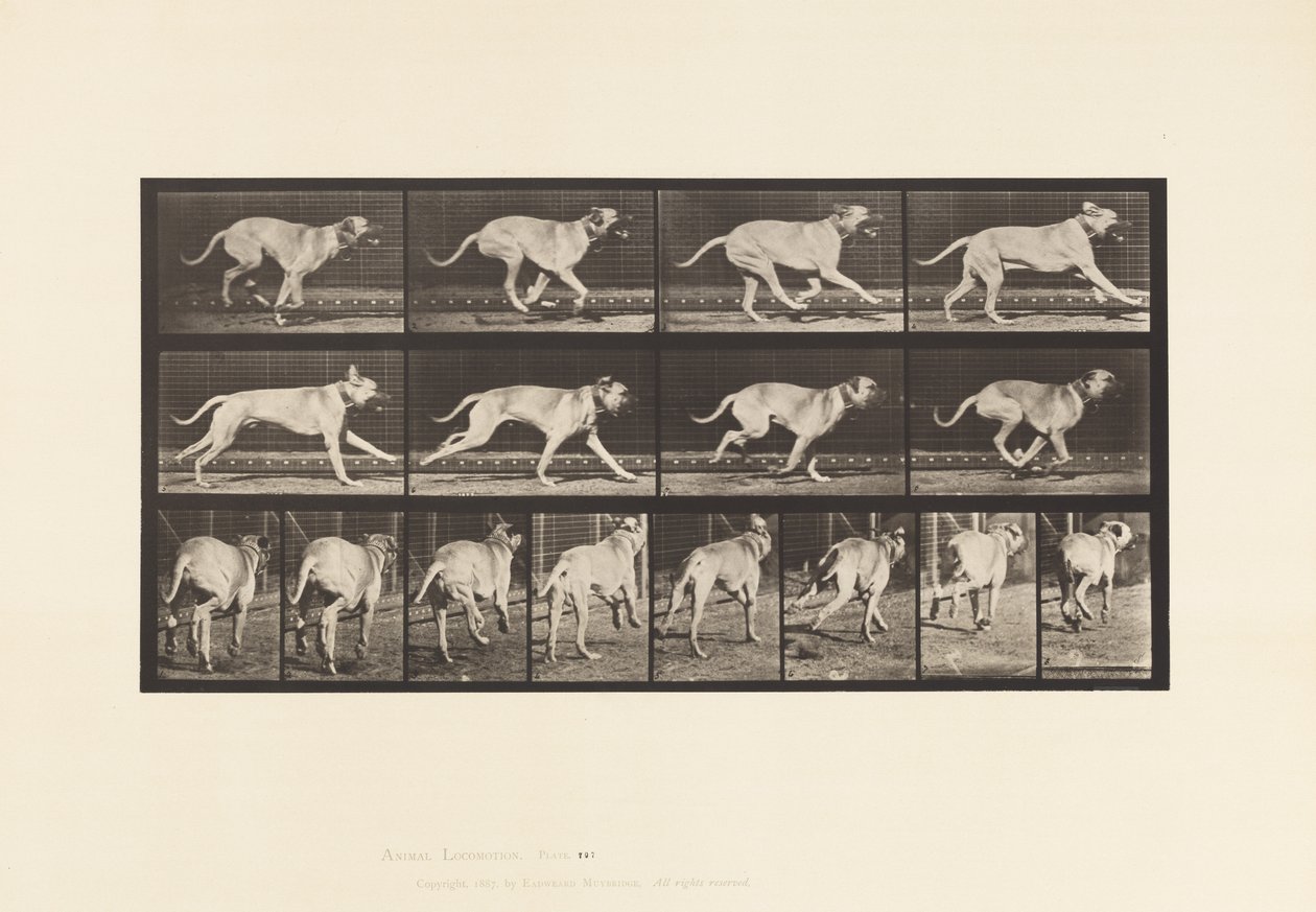 Tafel 707. Hund; Galoppierend; Mastiff von Eadweard Muybridge