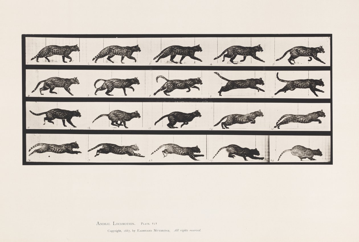 Tafel 717. Katze; Trabend; Wechsel zu Galoppierend von Eadweard Muybridge
