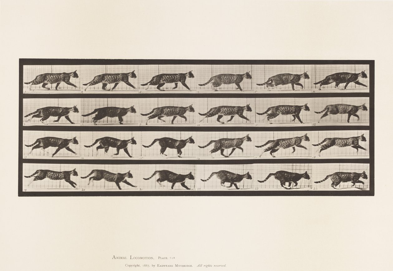 Tafel 718. Katze; Traben; Wechsel zum Galoppieren von Eadweard Muybridge