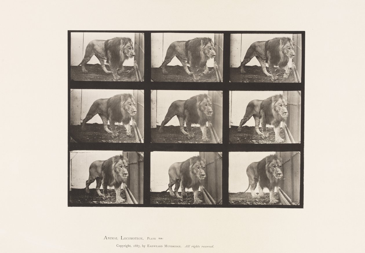 Tafel 721. Löwe; Gehend von Eadweard Muybridge