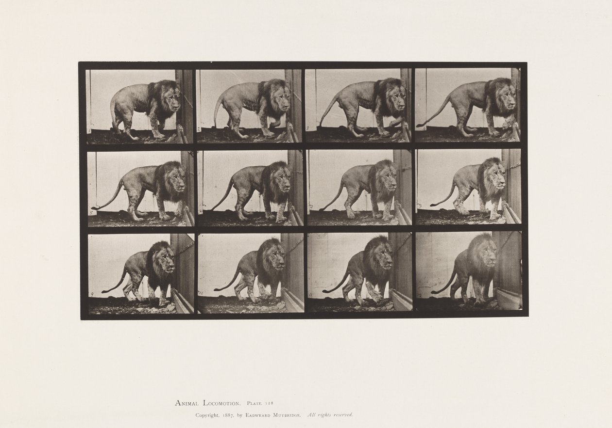 Tafel 723. Löwe; Gehend, Umdrehend von Eadweard Muybridge