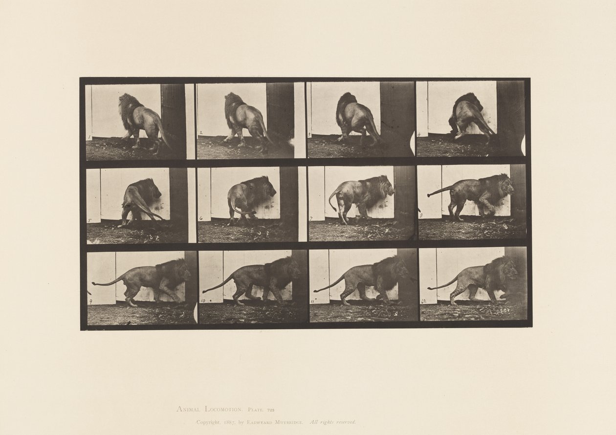Tafel 725. Löwe; Gehend, Umdrehend von Eadweard Muybridge