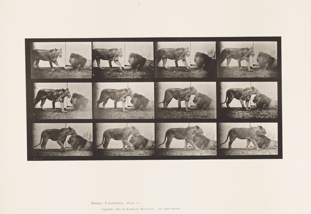 Tafel 727. Löwin; Gehend; Löwe; Liegend von Eadweard Muybridge