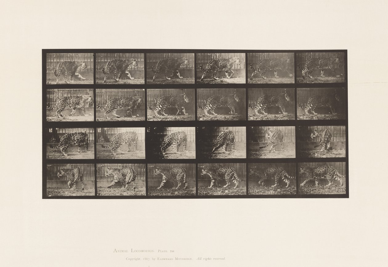 Tafel 731. Jaguar; A, Gehend; B, Umdrehend von Eadweard Muybridge