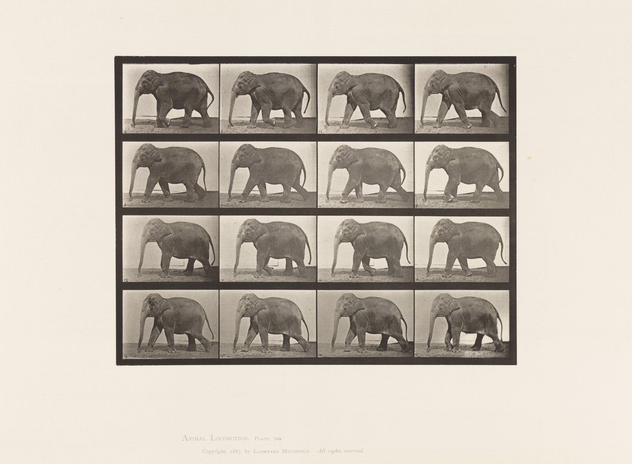 Tafel 732. Elefant; Laufend von Eadweard Muybridge
