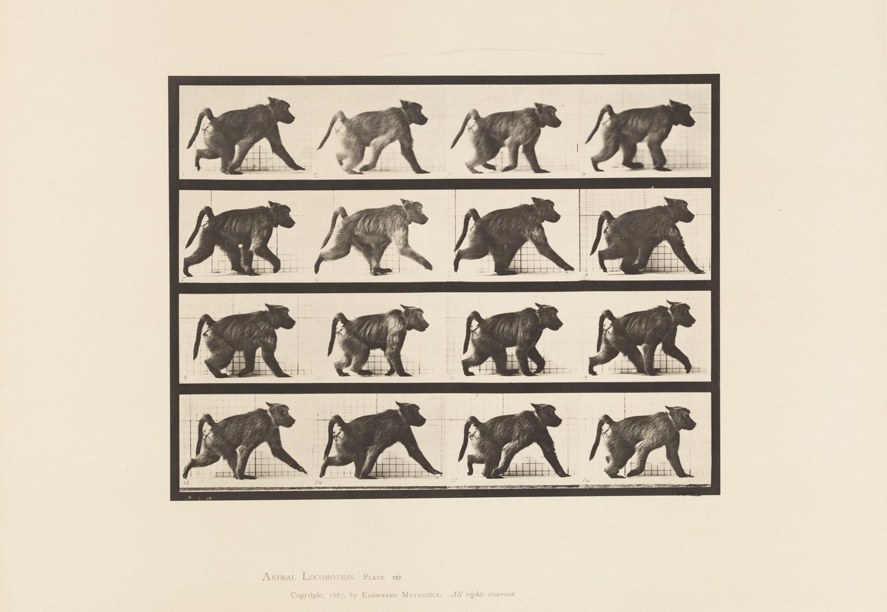 Tafel 747. Pavian; Auf allen Vieren gehend von Eadweard Muybridge