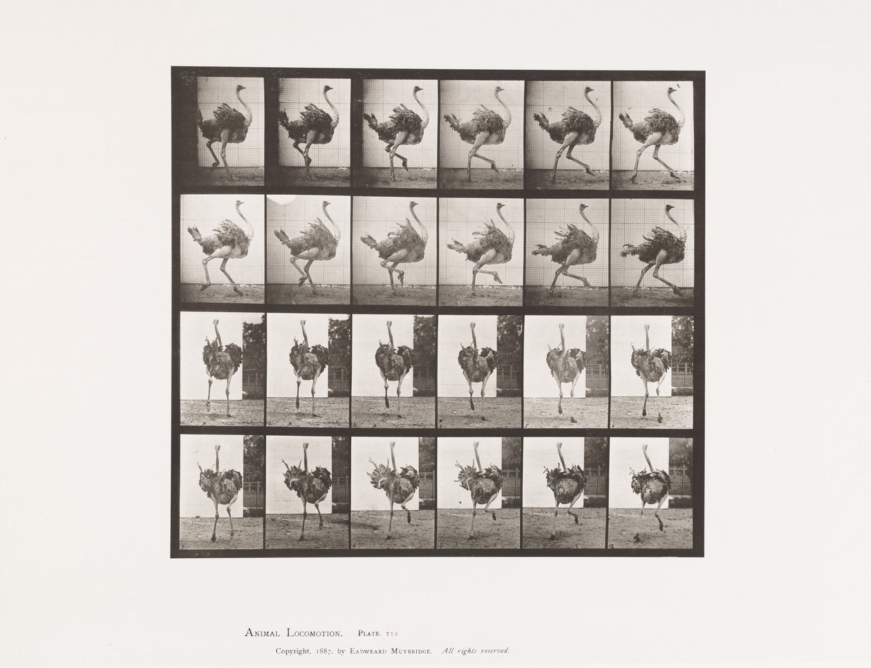 Tafel 773. Strauß; Laufend von Eadweard Muybridge
