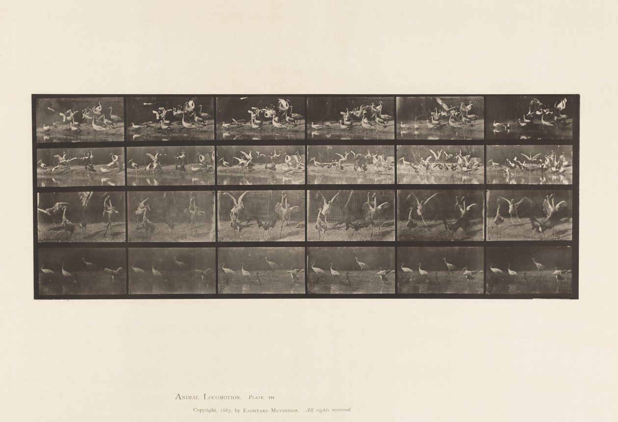 Tafel 777. Störche; usw., A, B, C, D von Eadweard Muybridge