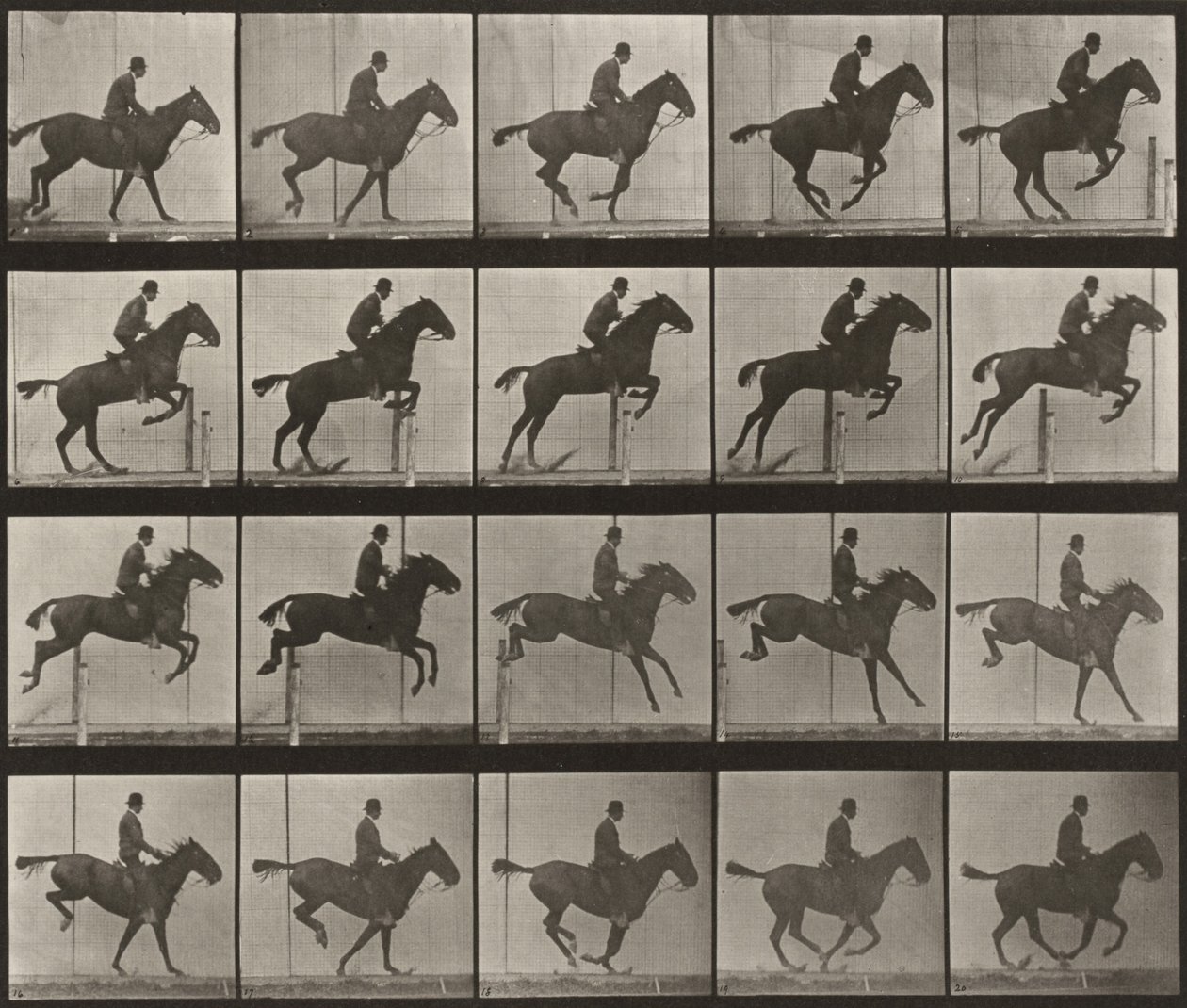 Tafel Nummer 639. "Daisy" springt über ein Hindernis, gesattelt von Eadweard Muybridge