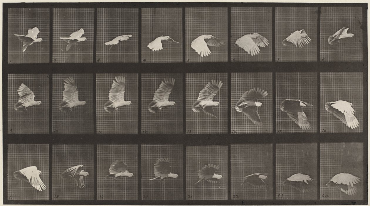 Tafel Nummer 758. Kakadu fliegt, 1887 von Eadweard Muybridge