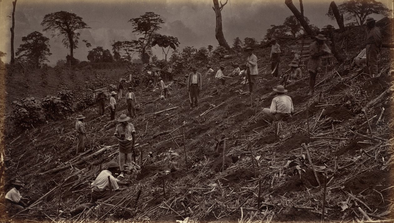 Anlegen einer Kaffeeplantage in Antigua de Guatemala von Eadweard Muybridge