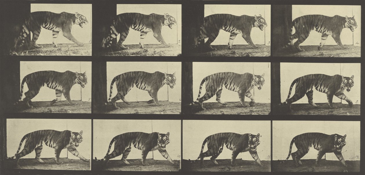 Tiger im Gehen, Platte 729 aus Animal Locomotion, 1887 von Eadweard Muybridge